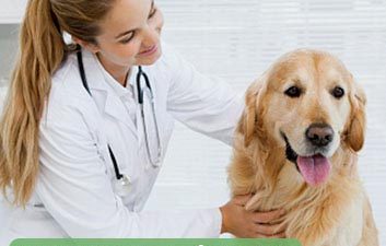 seguro petshop e clinicas veterinarias Corretora de Seguro Belo Horizonte Navarro