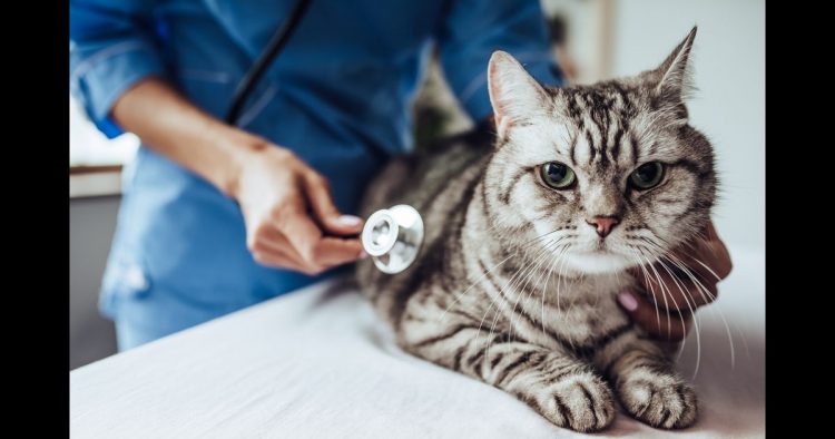 Plano de saúde para gato em BH
