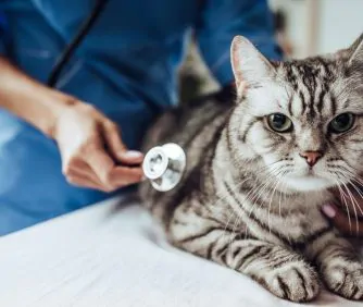 Plano de saúde para gato em BH