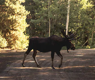 O Seguro cobre danos ocasionados por animais na pista?