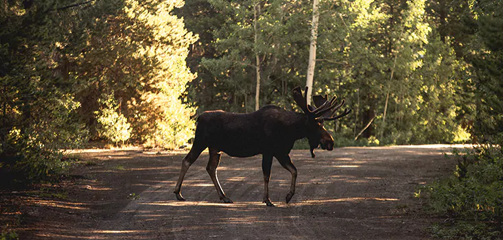O Seguro Auto: Cobre danos causados por animais na pista?